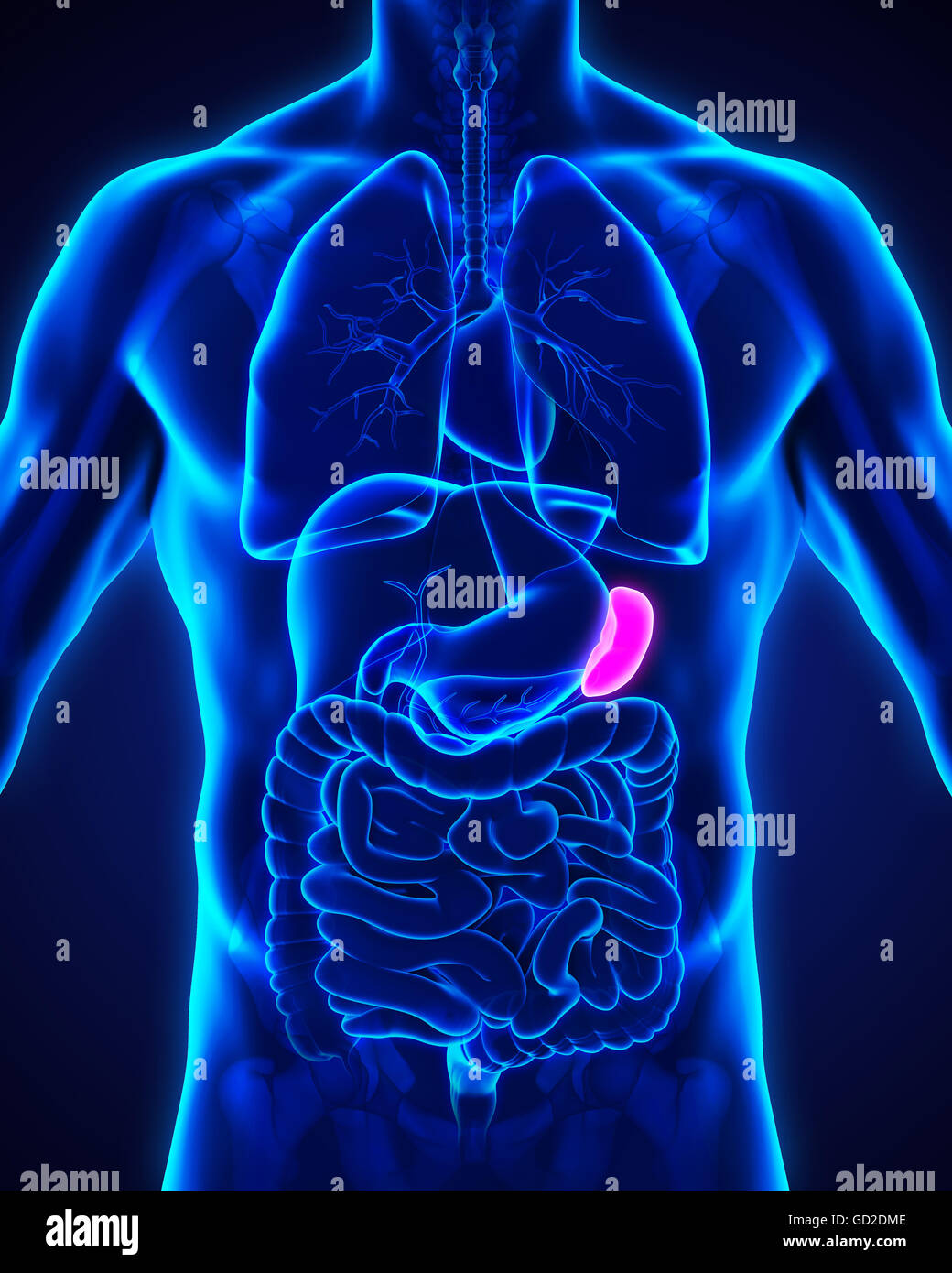 Anatomie der menschlichen Milz Stockfoto