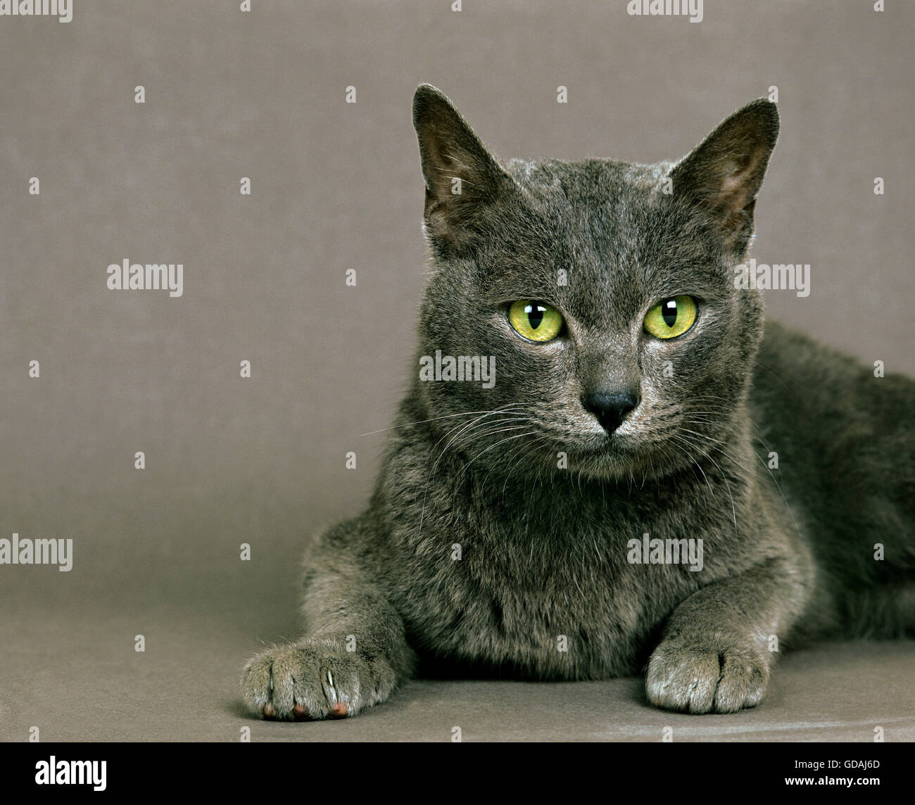 Korat Domestic Cat Stockfoto