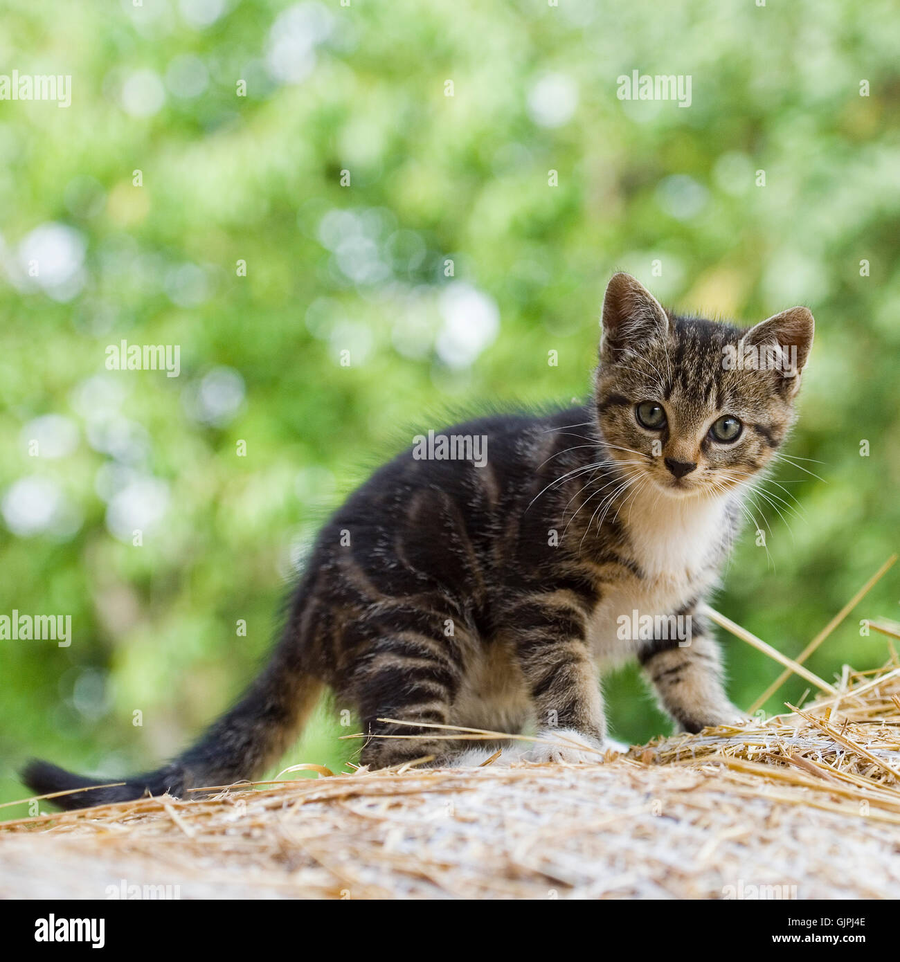 Katze, Kätzchen, tabby Stockfoto