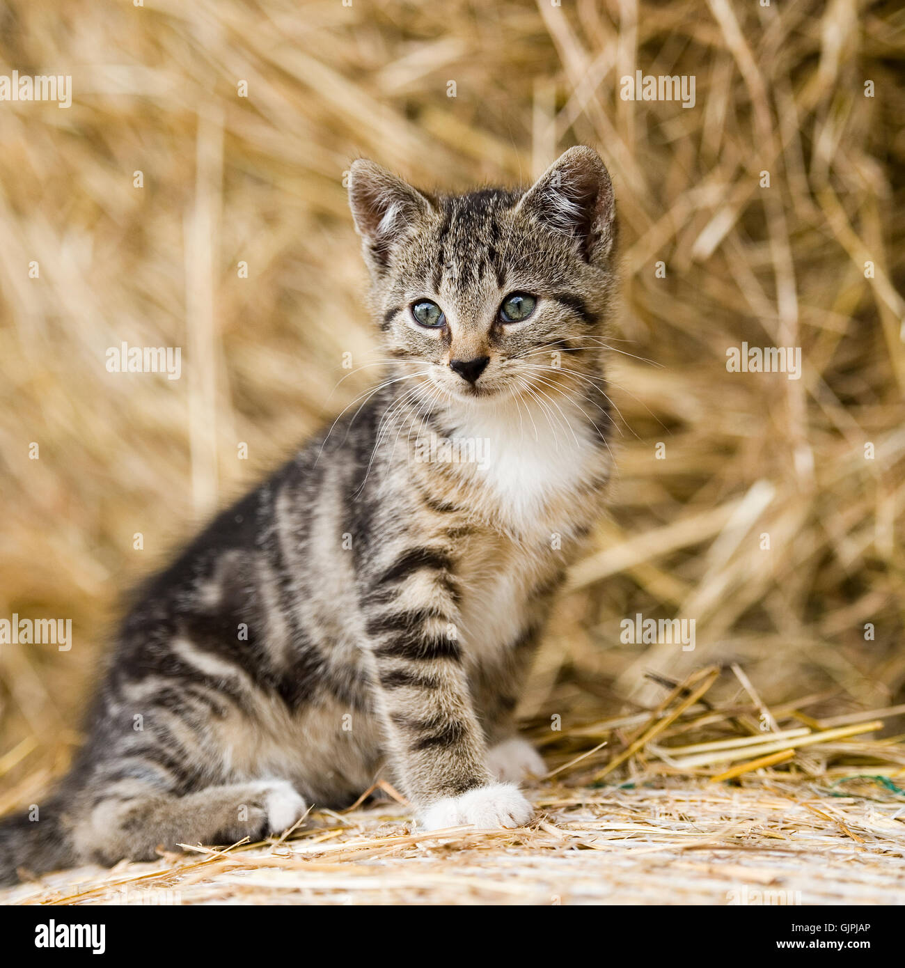 Katze, Kätzchen Stockfoto