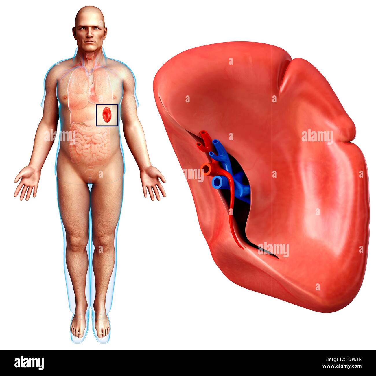 Darstellung der männlichen Milz Anatomie. Stockfoto