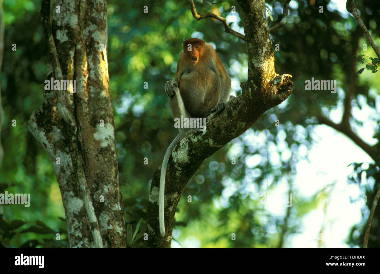 Nasenaffe (Nasalis Larvatus) Stockfoto