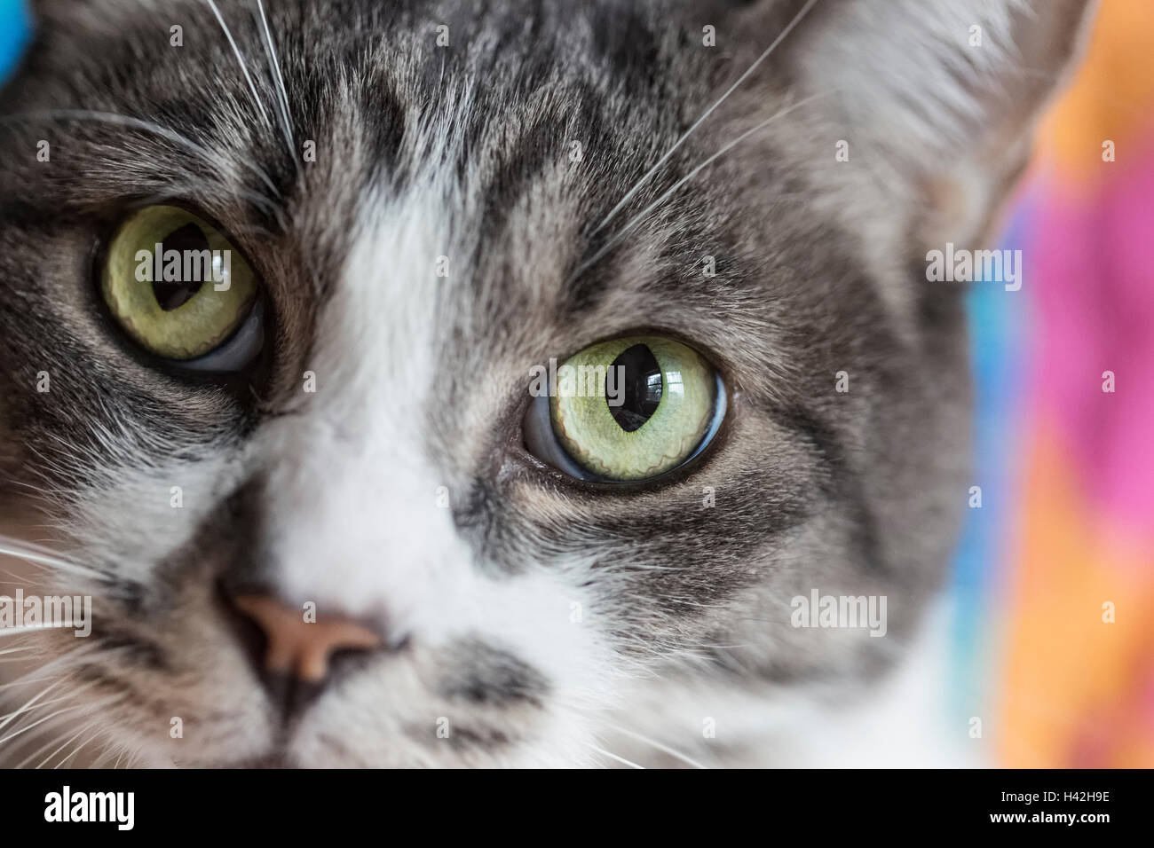 Haus Katze Portrait, an Kamera suchen Stockfoto