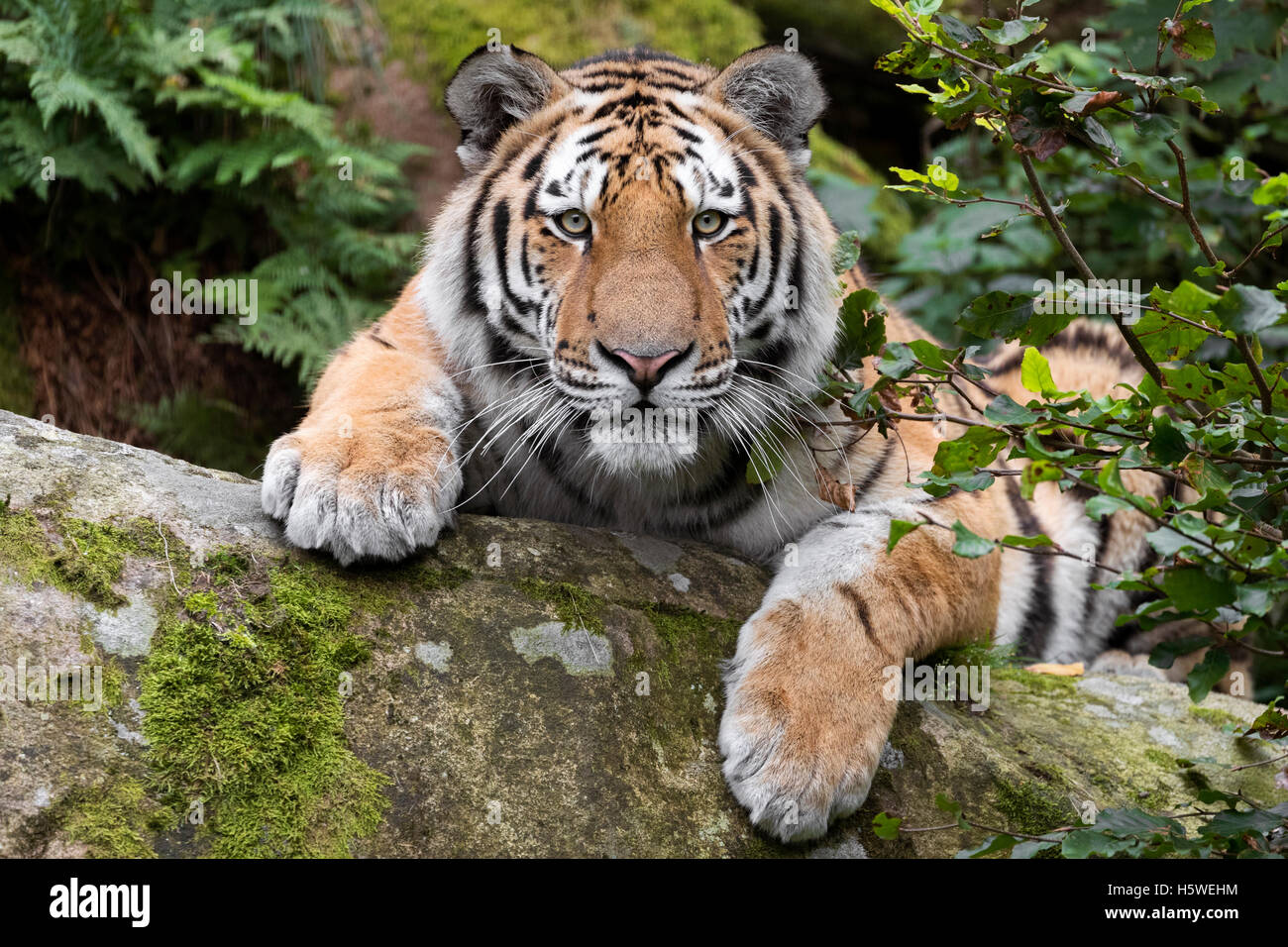 Amur-tiger Stockfoto