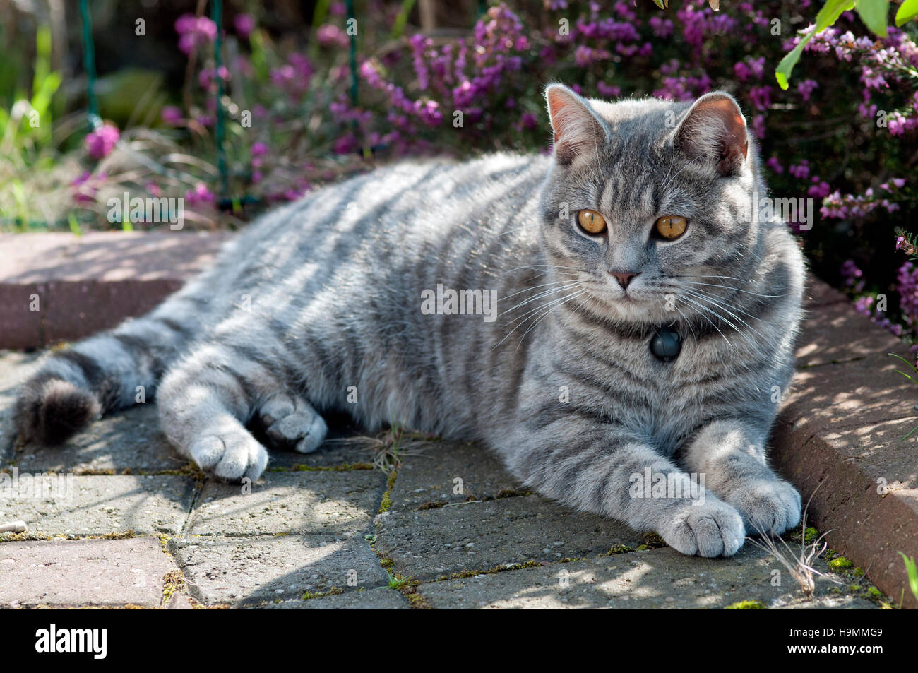 Kurzen Haaren Hauskatze liegend im Schatten im Garten Stockfoto