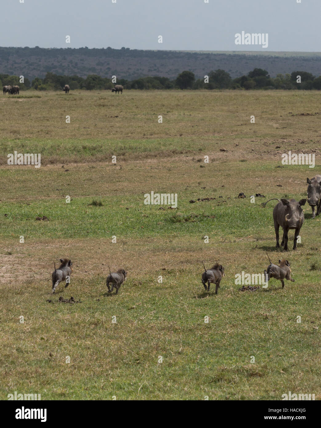 Vier junge Warzenschweine mit dem Rücken zur Kamera und Tails in der Luft, die quer über die Sicherheit von ihren Müttern Grasgrün Stockfoto