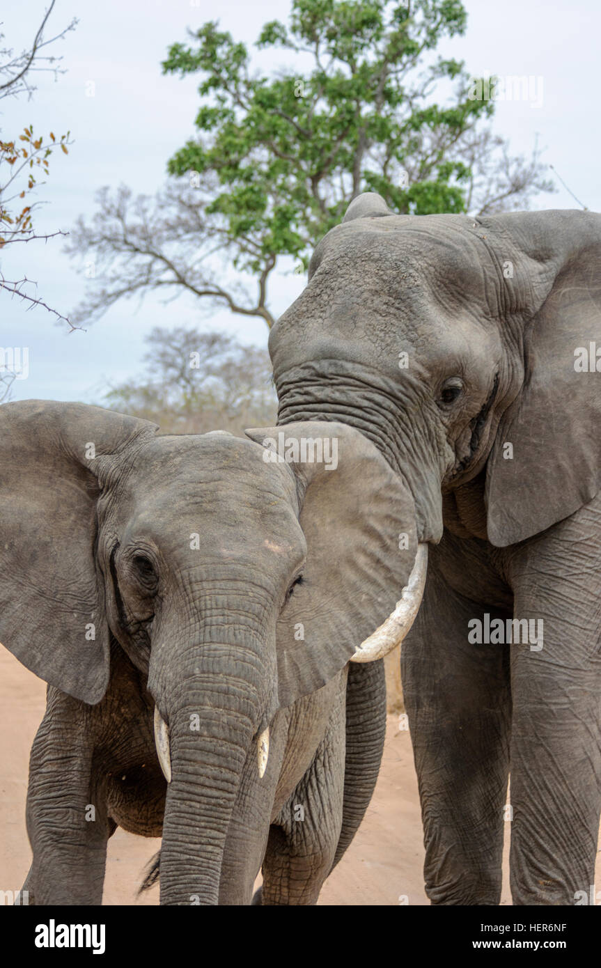 Männlichen afrikanischen Elefanten (Loxodonta Africana) in Musth überprüfen, ob ein Weibchen in Brunst, Südafrika, Afrika Stockfoto