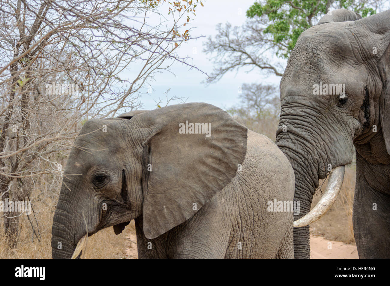 Männlichen afrikanischen Elefanten (Loxodonta Africana) in Musth überprüfen, ob ein Weibchen in Brunst, Südafrika, Afrika Stockfoto