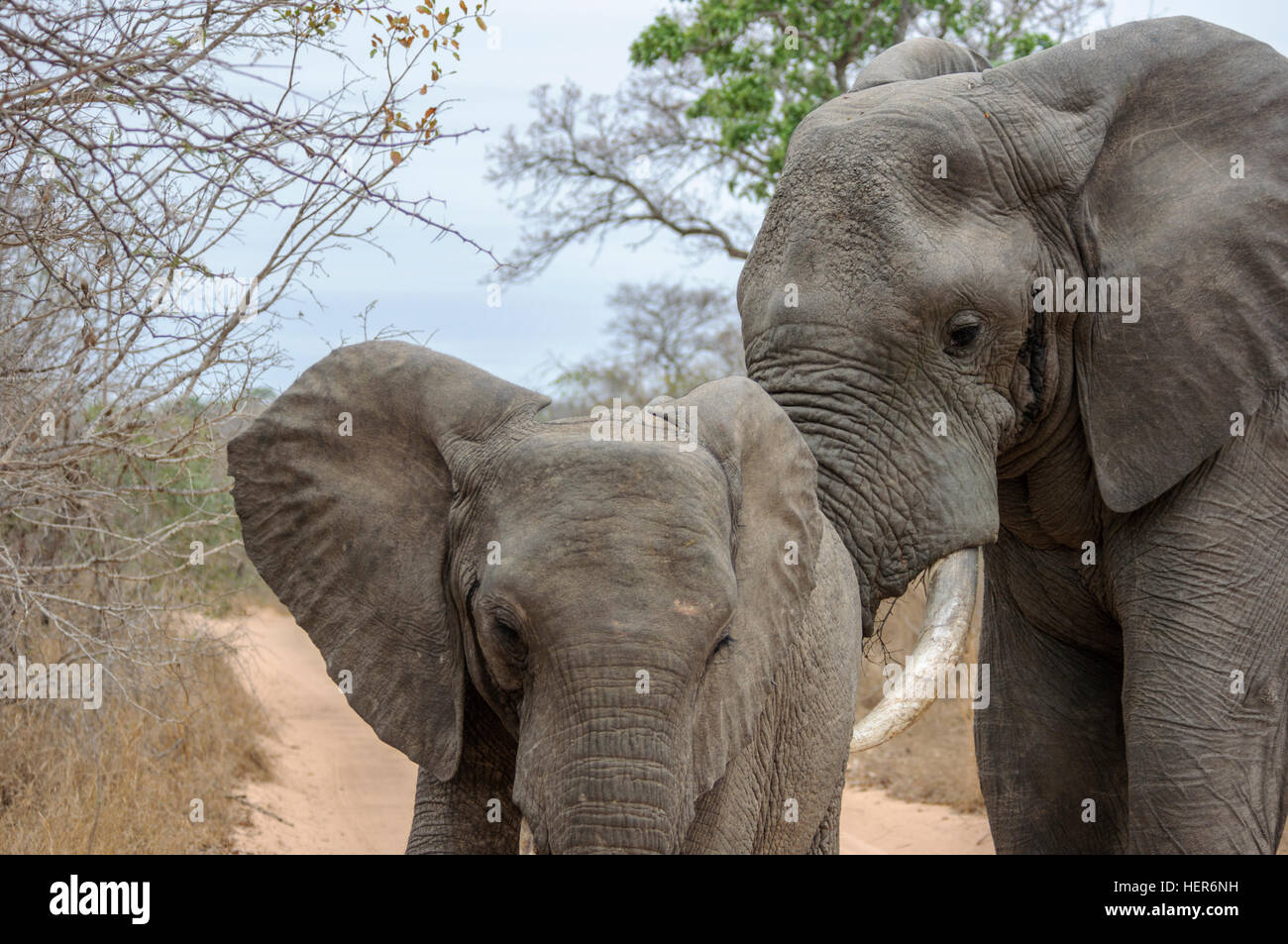 Männlichen afrikanischen Elefanten (Loxodonta Africana) in Musth überprüfen, ob ein Weibchen in Brunst, Südafrika, Afrika Stockfoto