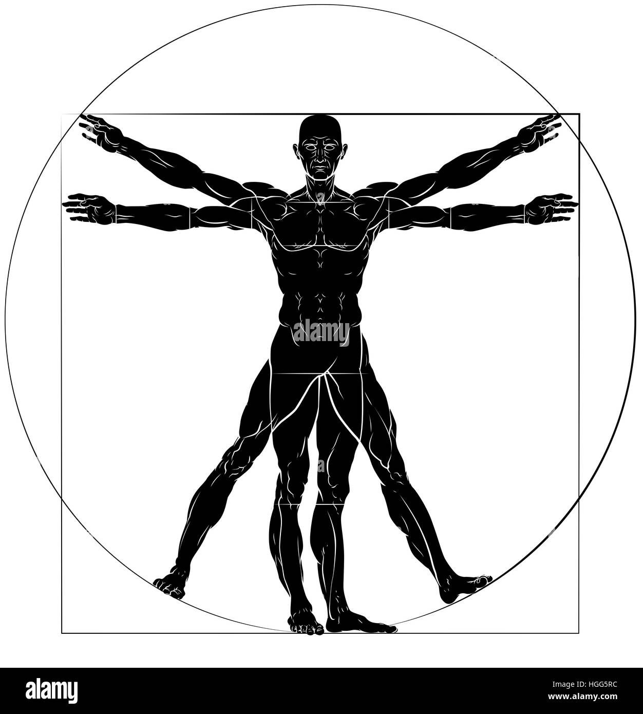 Eine Figur wie Leonard Da Vinci s Vitruvian Mann Anatomie Abbildung Stockfoto