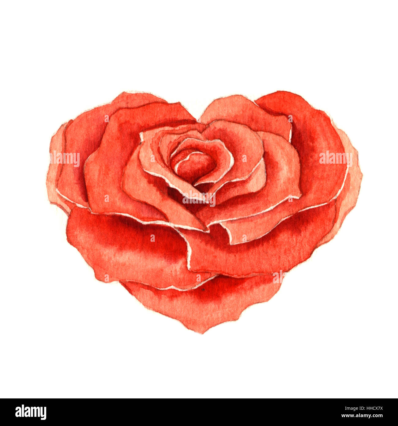 Rose in der Form eines Herzens. Aquarell Stockfoto