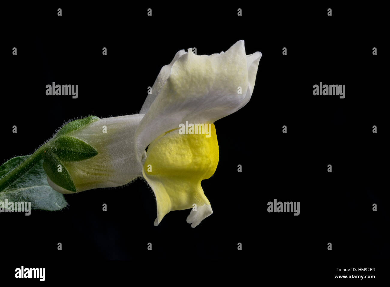 Antirrhinum auf schwarz Stockfoto