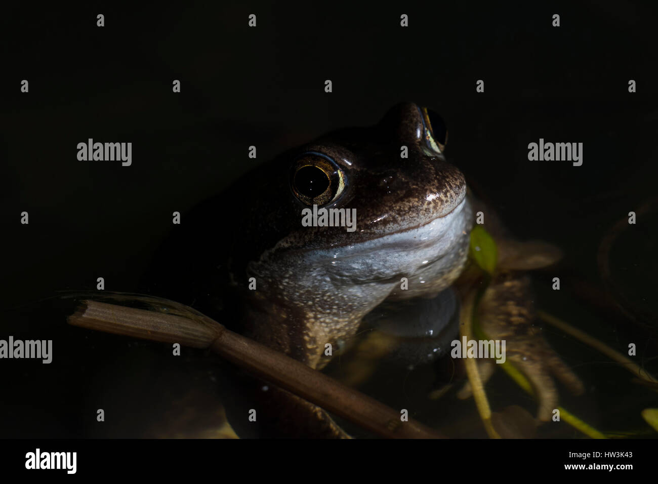 Nahaufnahme der Grasfrosch (Rana Temporaria) im Teich in der Nacht, Hastings, East Sussex, UK Stockfoto