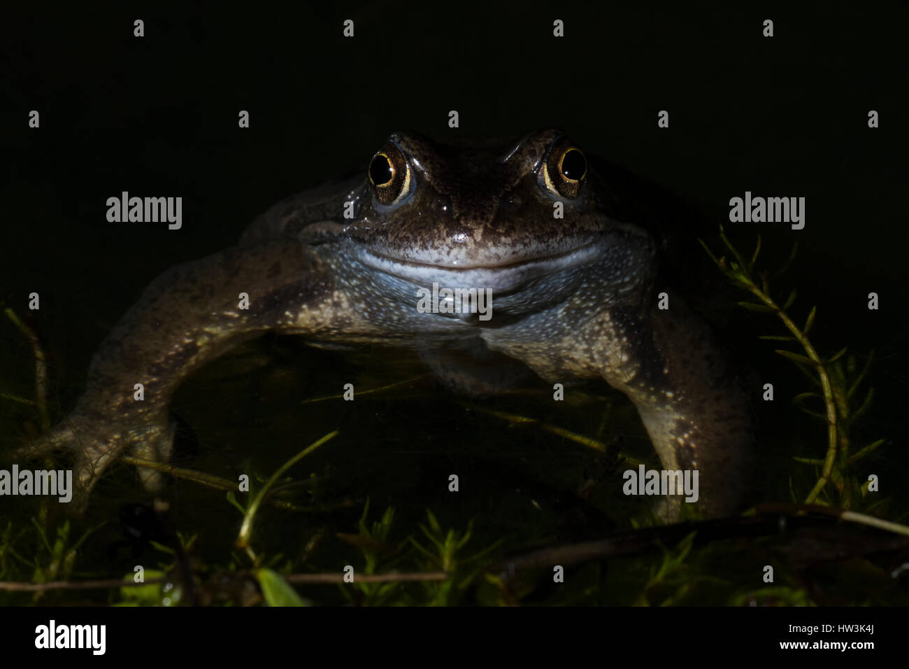 Nahaufnahme der Grasfrosch (Rana Temporaria) im Teich in der Nacht, Hastings, East Sussex, UK Stockfoto