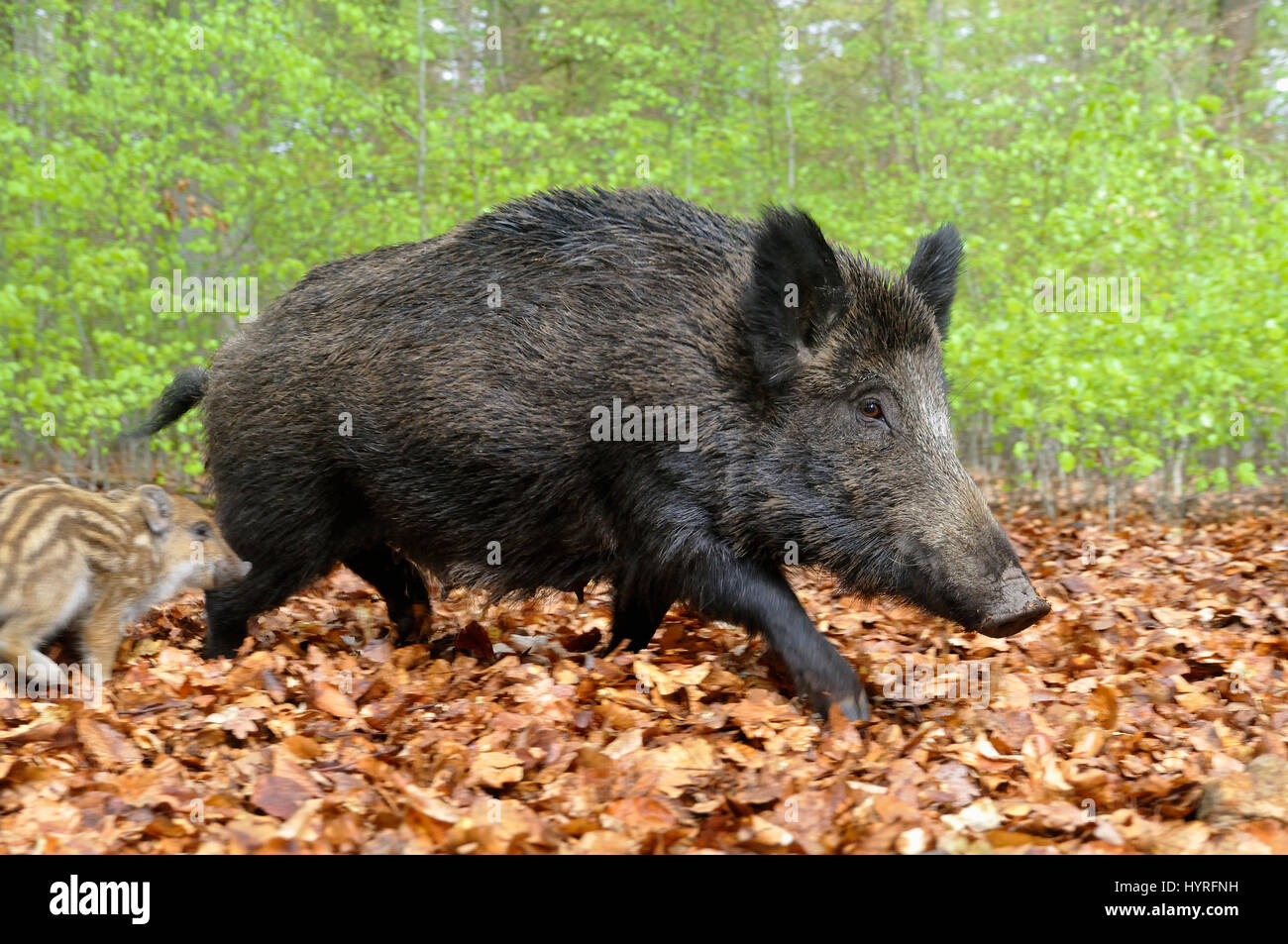 Wildschwein (Sus Scrofa), Bache ausgeführt, in Gefangenschaft, North Rhine-Westphalia, Deutschland Stockfoto