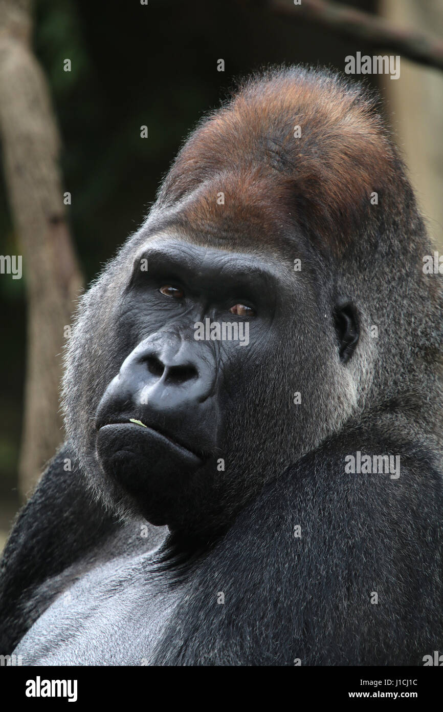 Flachlandgorilla Gesicht Closeup Silberrücken männlich Cincinnati Zoo, Ohio Stockfoto