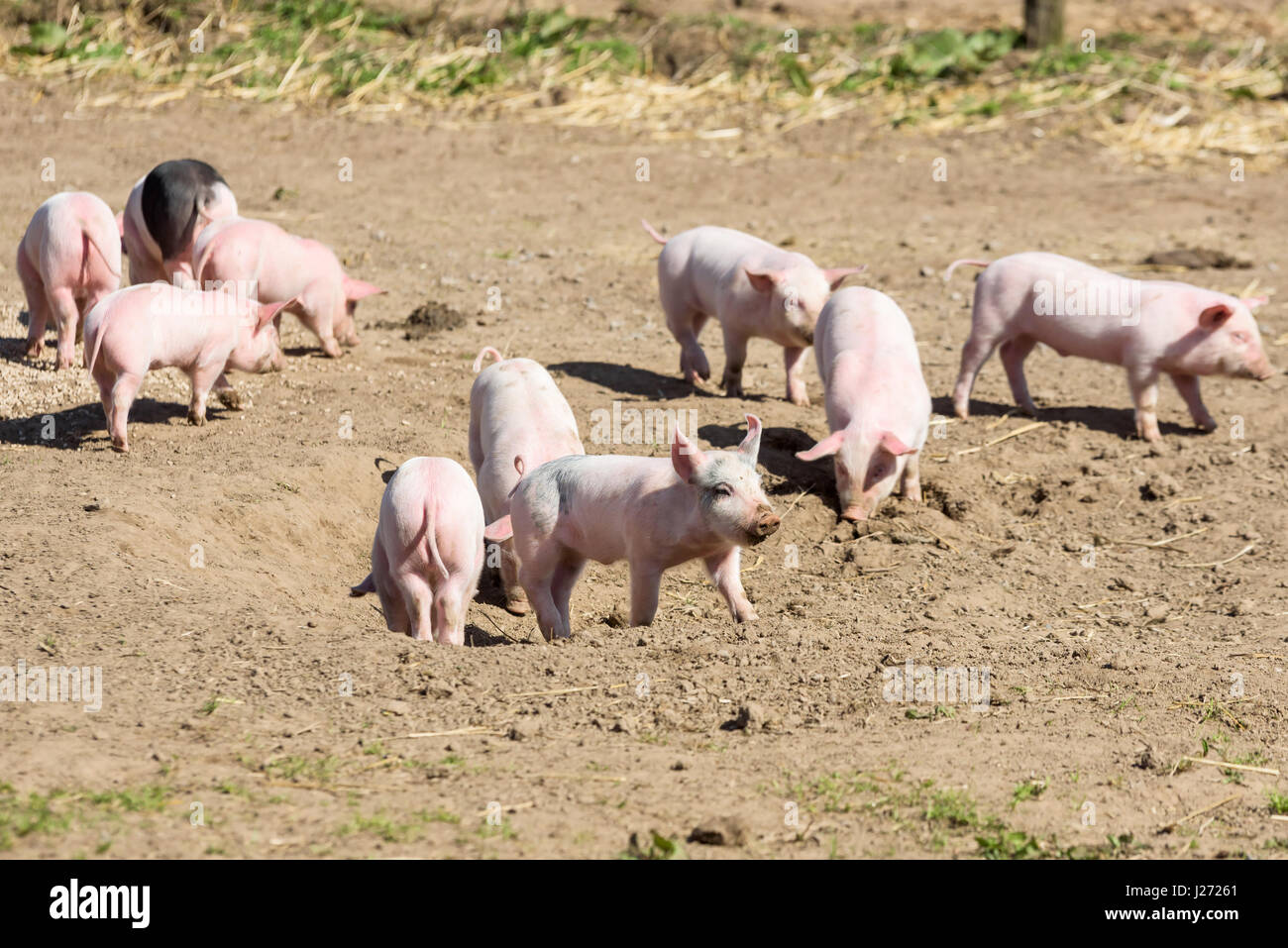 Kleine Ferkel herumlaufen im Freien Spaß in der Sonne. Stockfoto