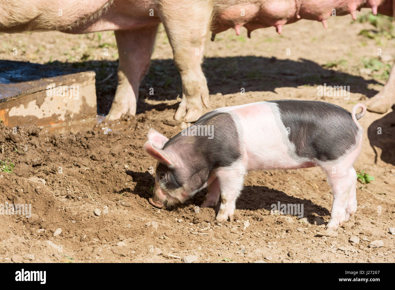 Kleine Ferkel herumlaufen in Schmutz mit Muttersau im Hintergrund. Stockfoto