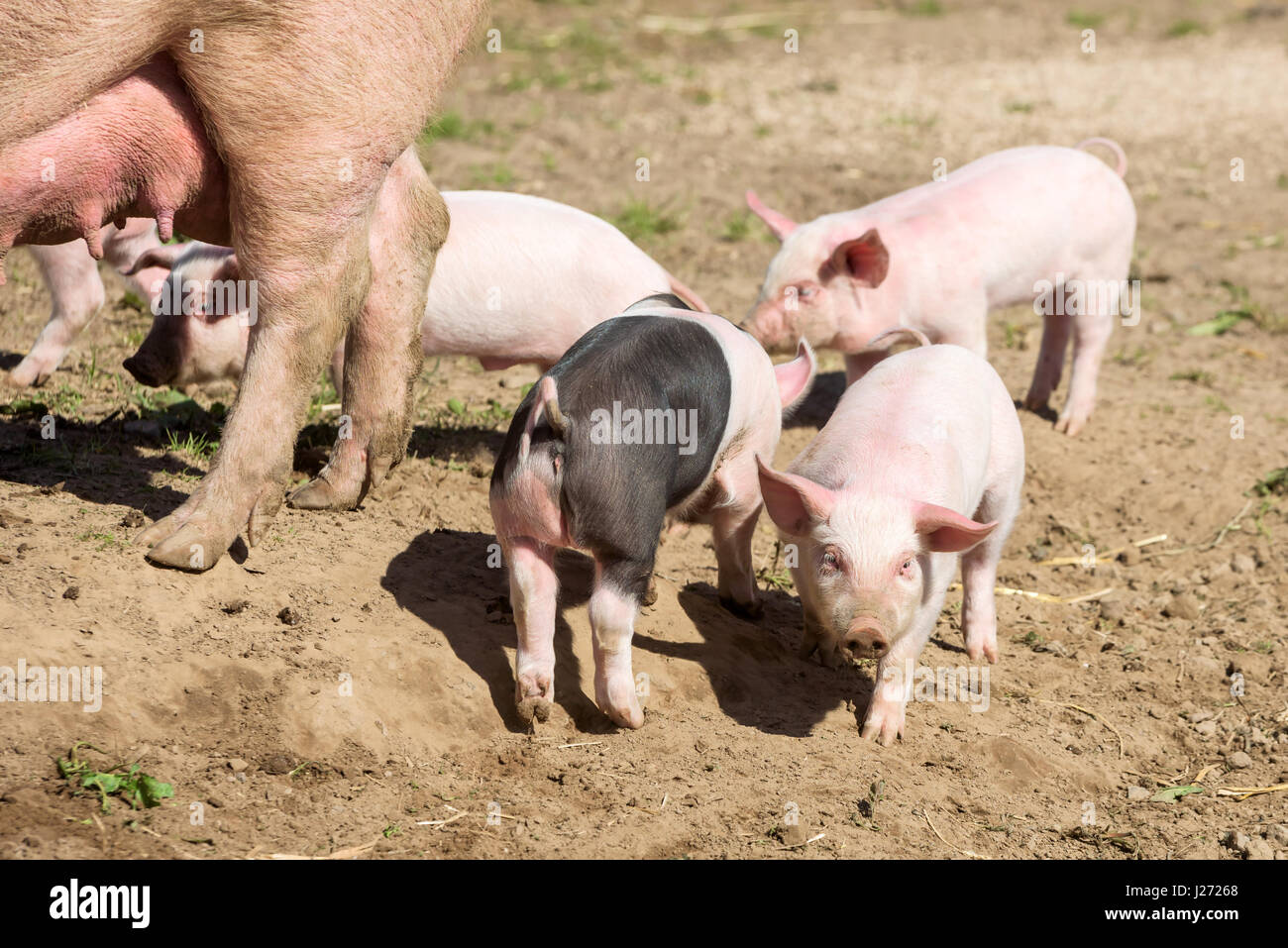 Kleine Ferkel herumlaufen in Schmutz mit Geschwistern und Muttersau im Hintergrund. Stockfoto