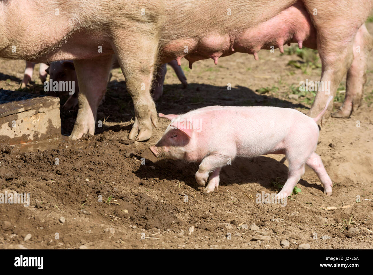 Kleine Ferkel herumlaufen in Schmutz mit Muttersau im Hintergrund. Stockfoto