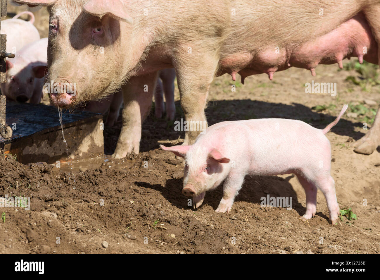 Kleine Ferkel herumlaufen in Schmutz mit Muttersau im Hintergrund. Stockfoto