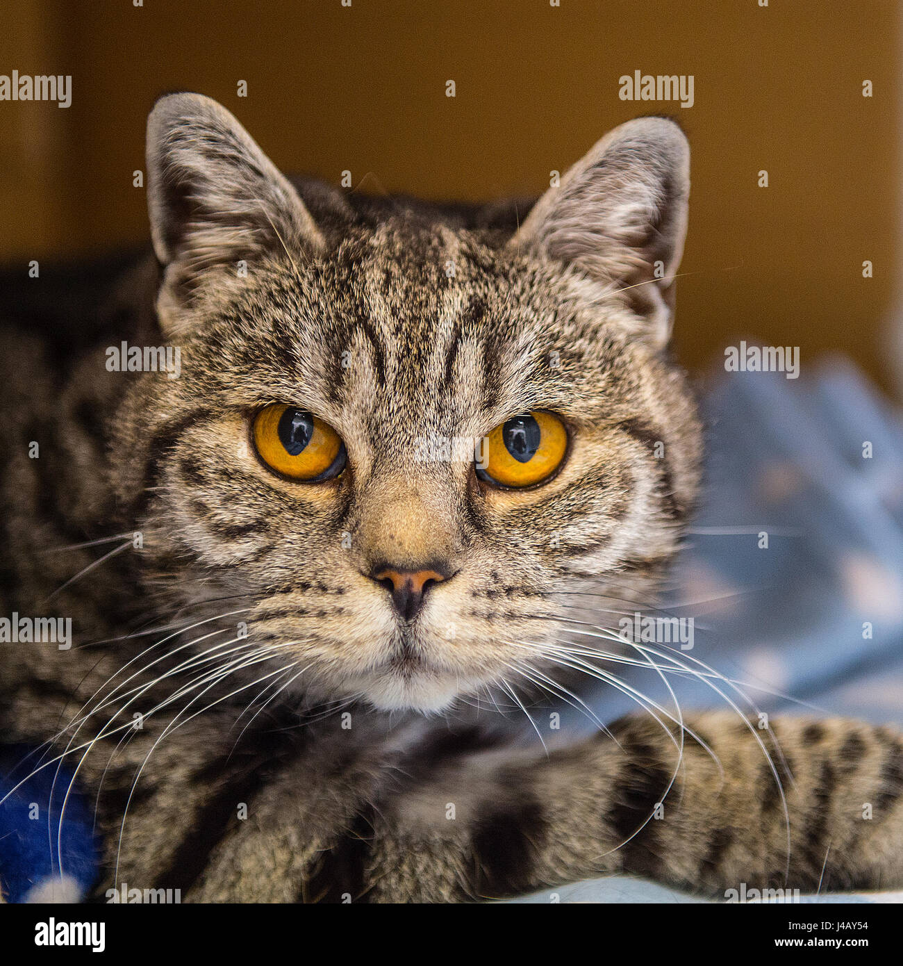 Tabby Katze Stockfoto