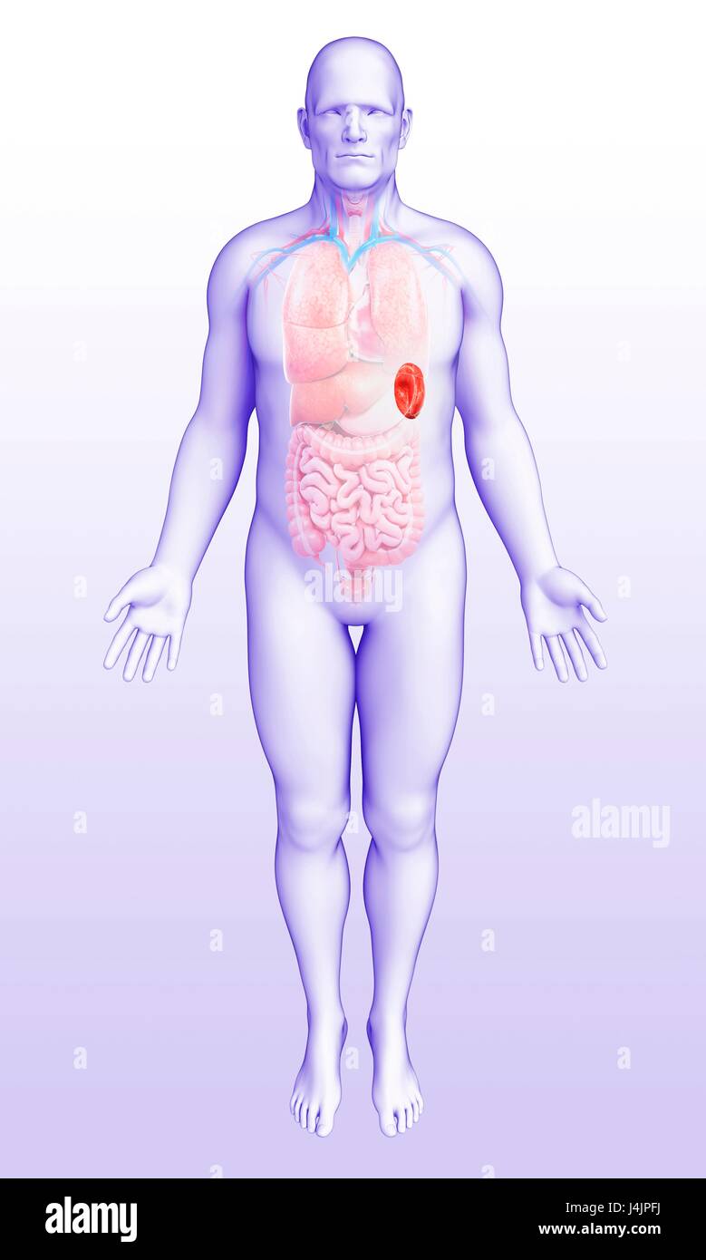 Darstellung der männlichen Milz Anatomie. Stockfoto