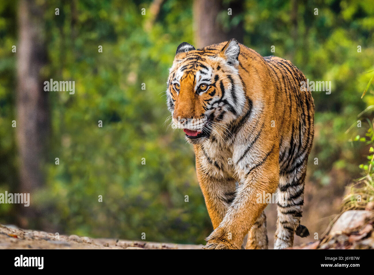 Tiger-Nahaufnahmen Stockfoto