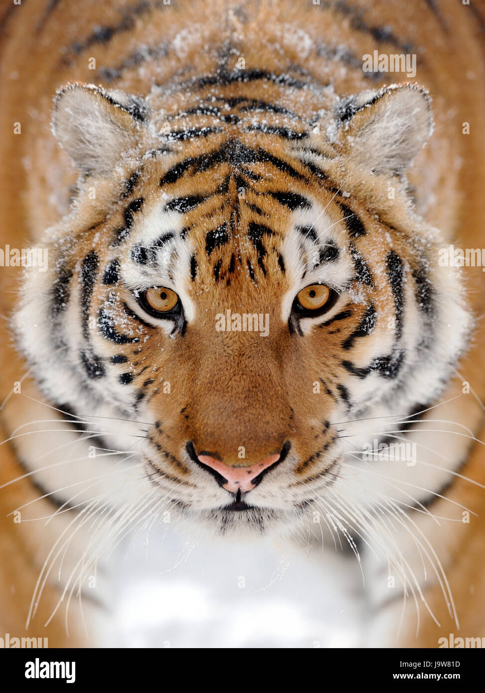 Schönen wilden sibirischen Tiger im Schnee Stockfoto