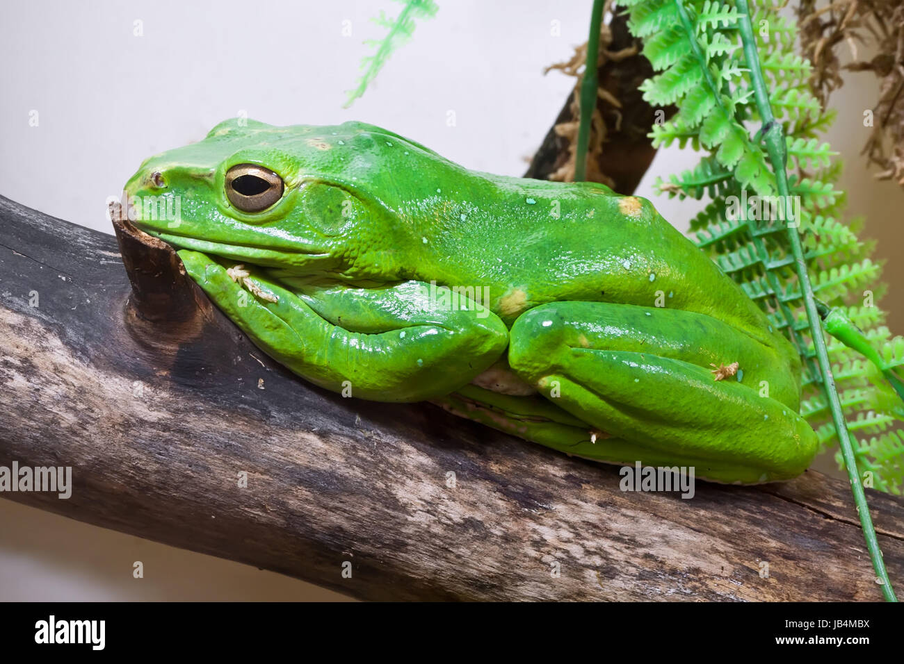 Schöne Makrofoto des chinesischen fliegender Frosch Stockfoto