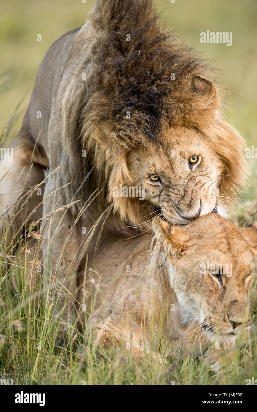 Löwen, die Paarung in der Masai Mara Stockfoto