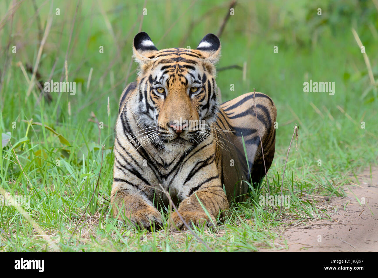 Royal Bengal Tiger oder Panthera tigris Tigris oder indische Tiger Portrait an Tadoba Nationalpark, Maharashtra Stockfoto