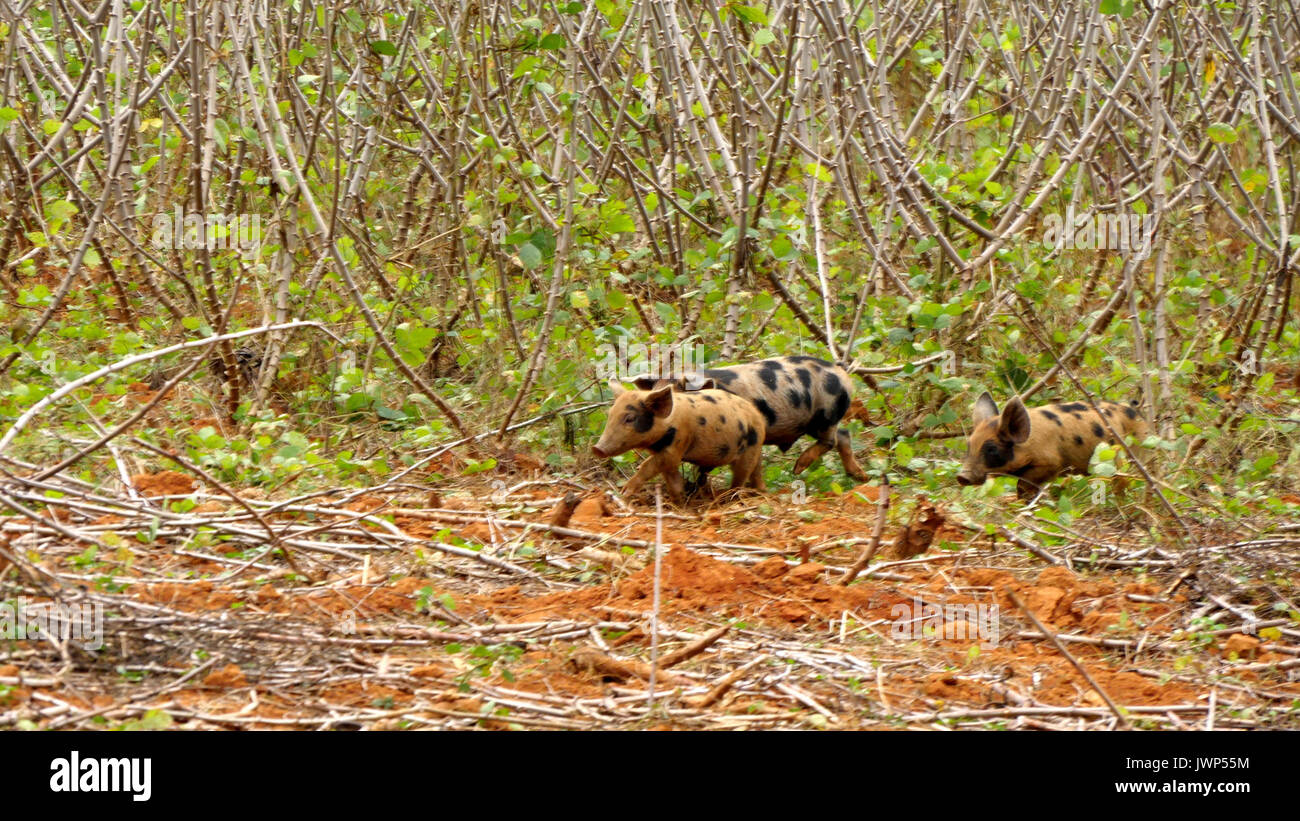 Drei wilden Ferkel laufen in der Nähe von Tabak Bauernhof in Vinales, Kuba Stockfoto