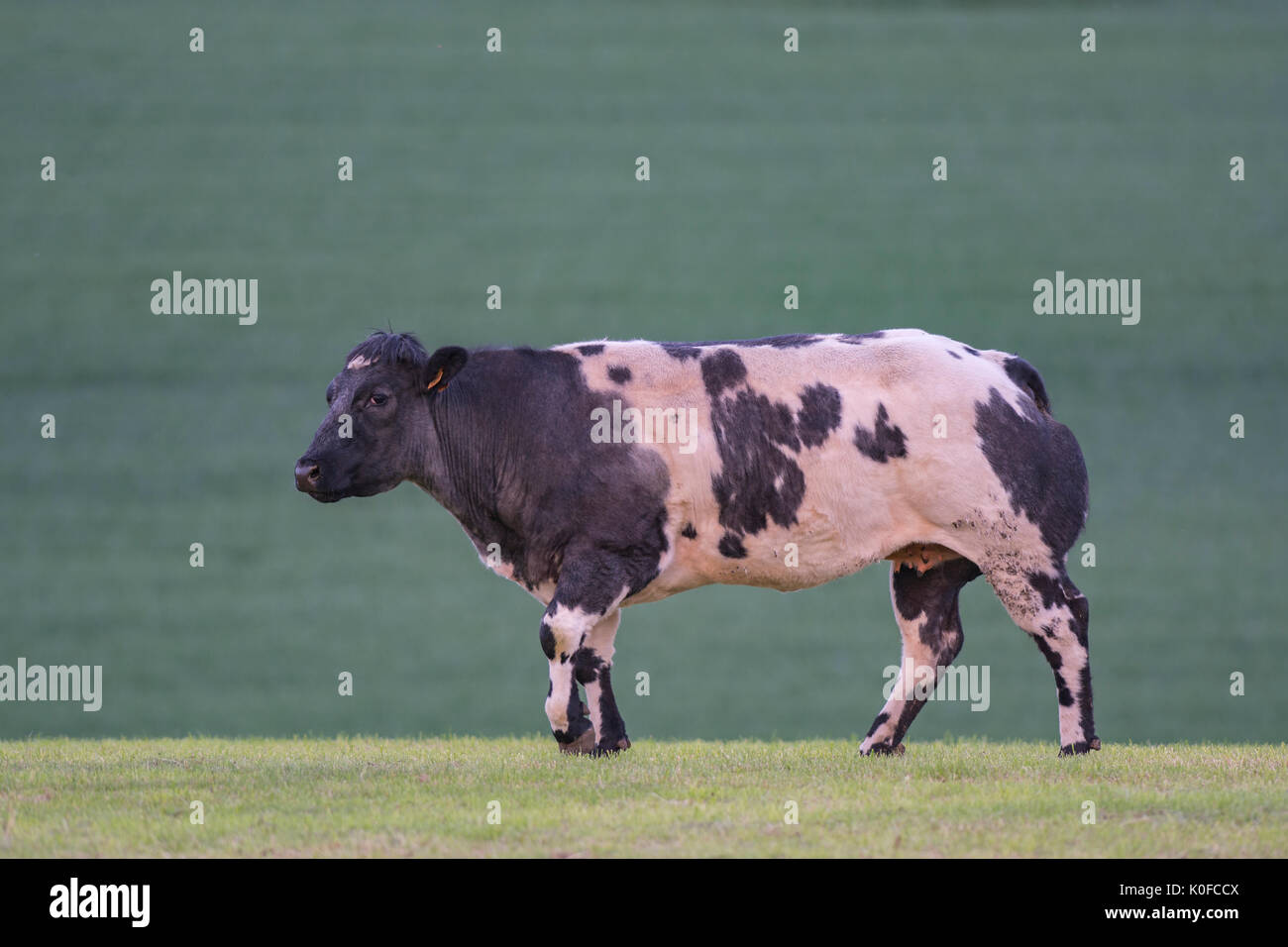 Belgische weisse blaue Kuh Stockfoto