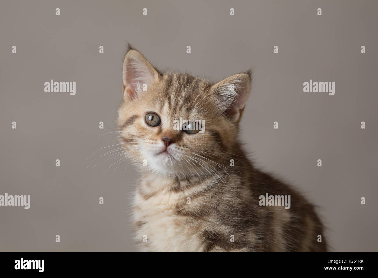 Junge Katze Portrait auf braunem Hintergrund Stockfoto