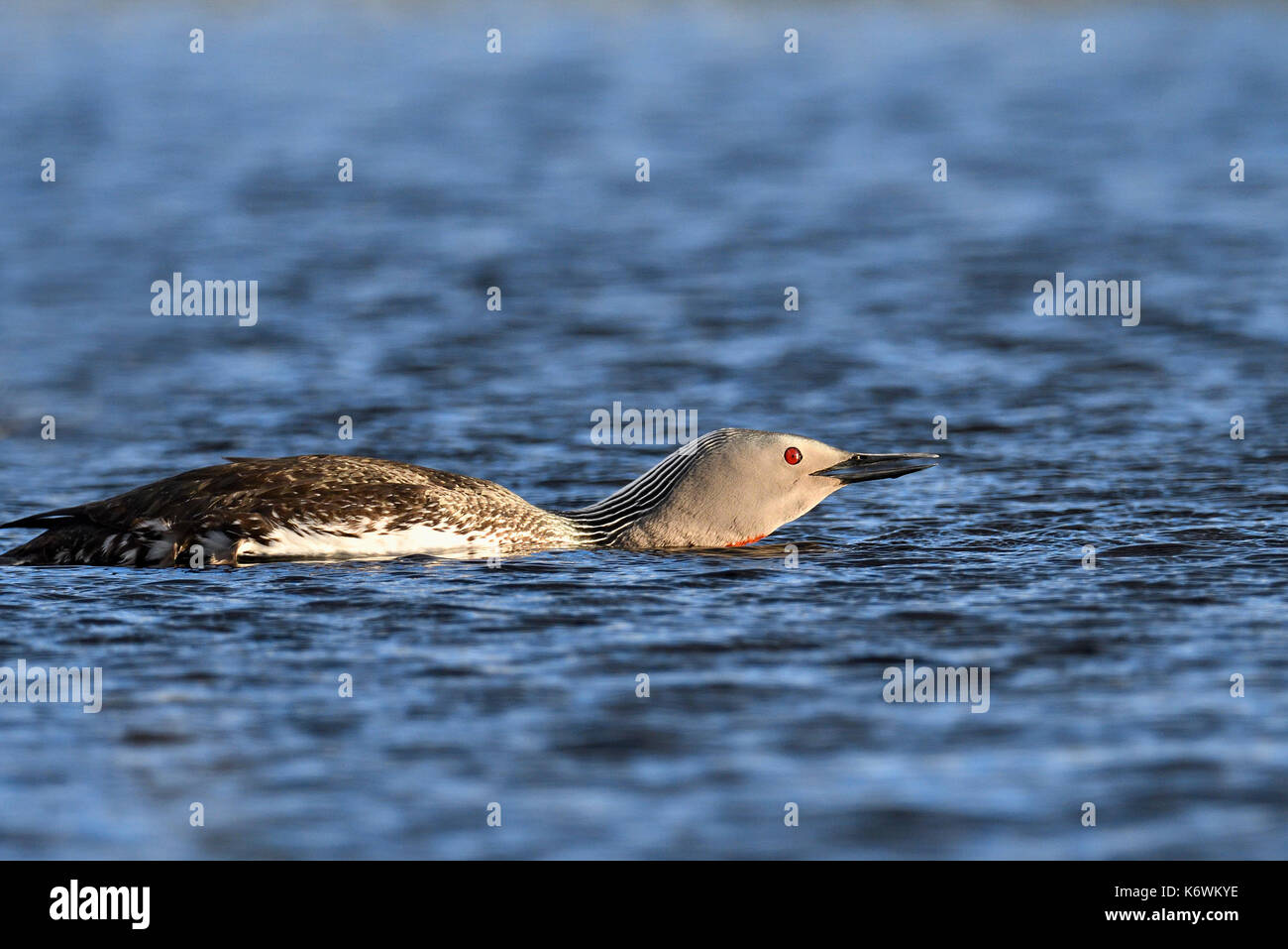 Red-throated diverpair (Gavia stellata), Aggression, Verteidigung des Territoriums, Schweden Stockfoto