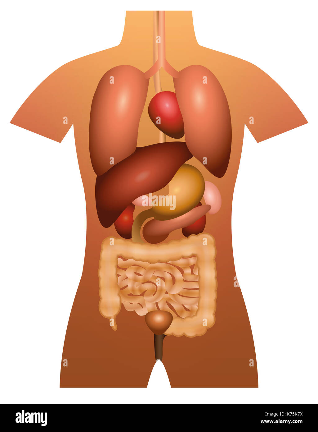 Innere Organe - Anatomie des Menschen - 3-D-Abbildung auf weißen Hintergrund. Stockfoto