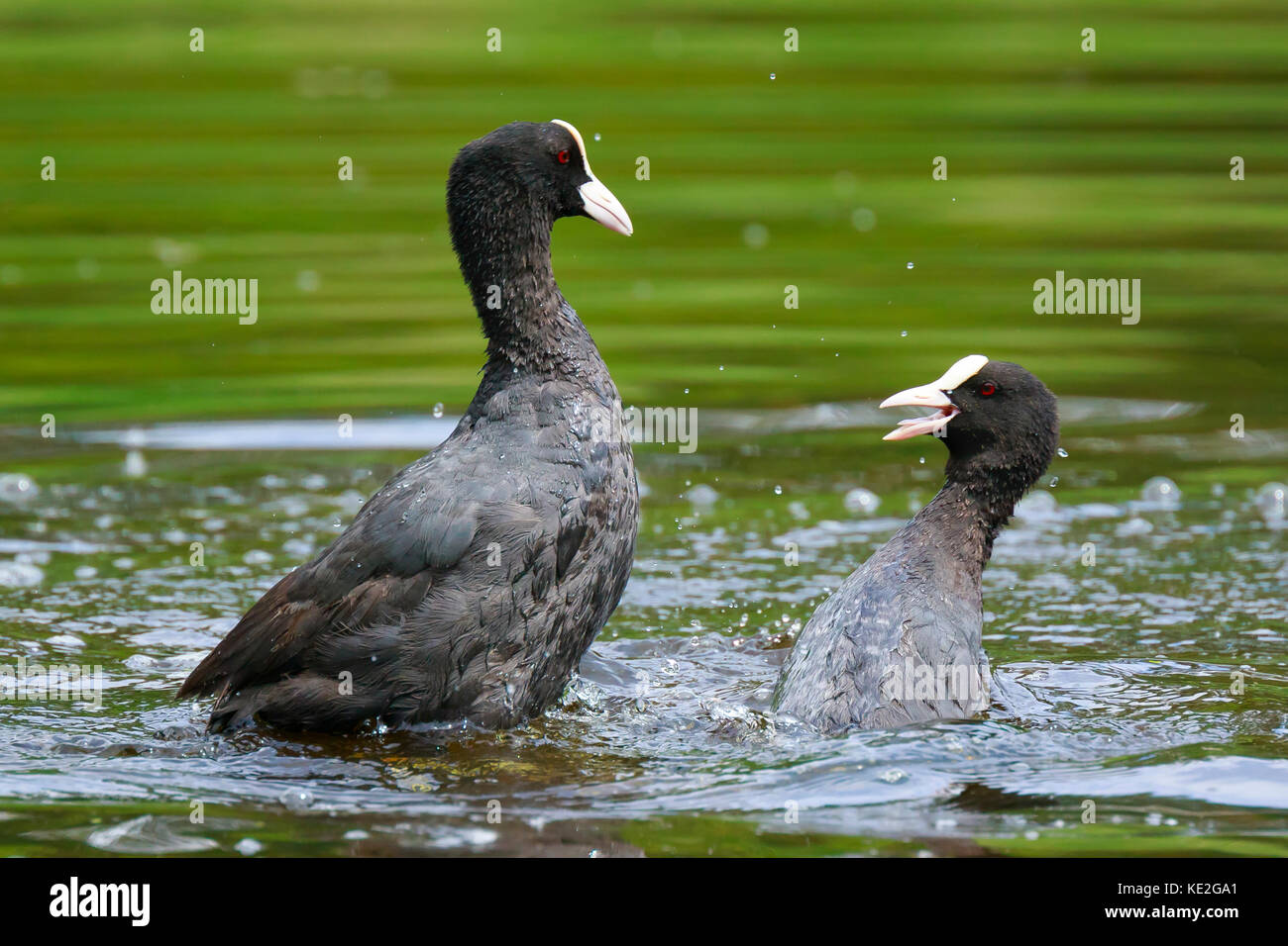 Nahaufnahme der zwei eurasischen Blässhuhn Fulica atra Wasservögel Aggression zeigt und die Bekämpfung Stockfoto