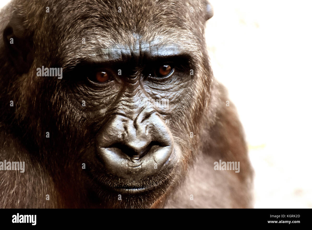 Gorilla-Gesicht Stockfoto