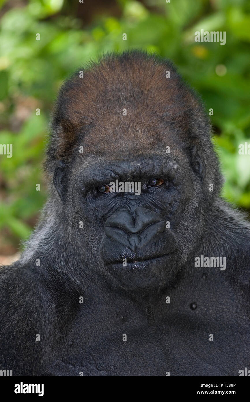 Flachlandgorilla, Männlich Stockfoto