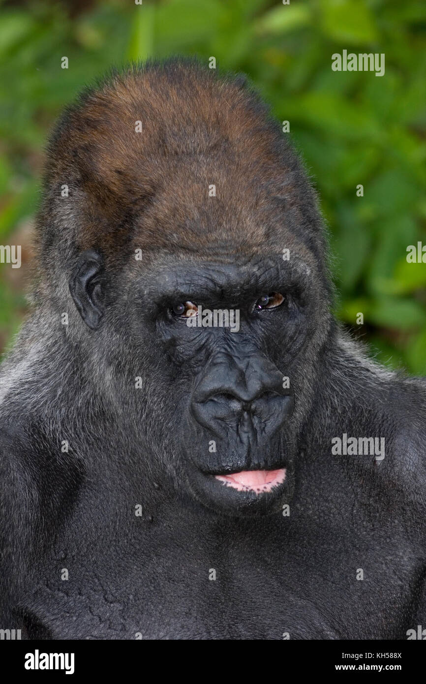 Flachlandgorilla, Männlich Stockfoto