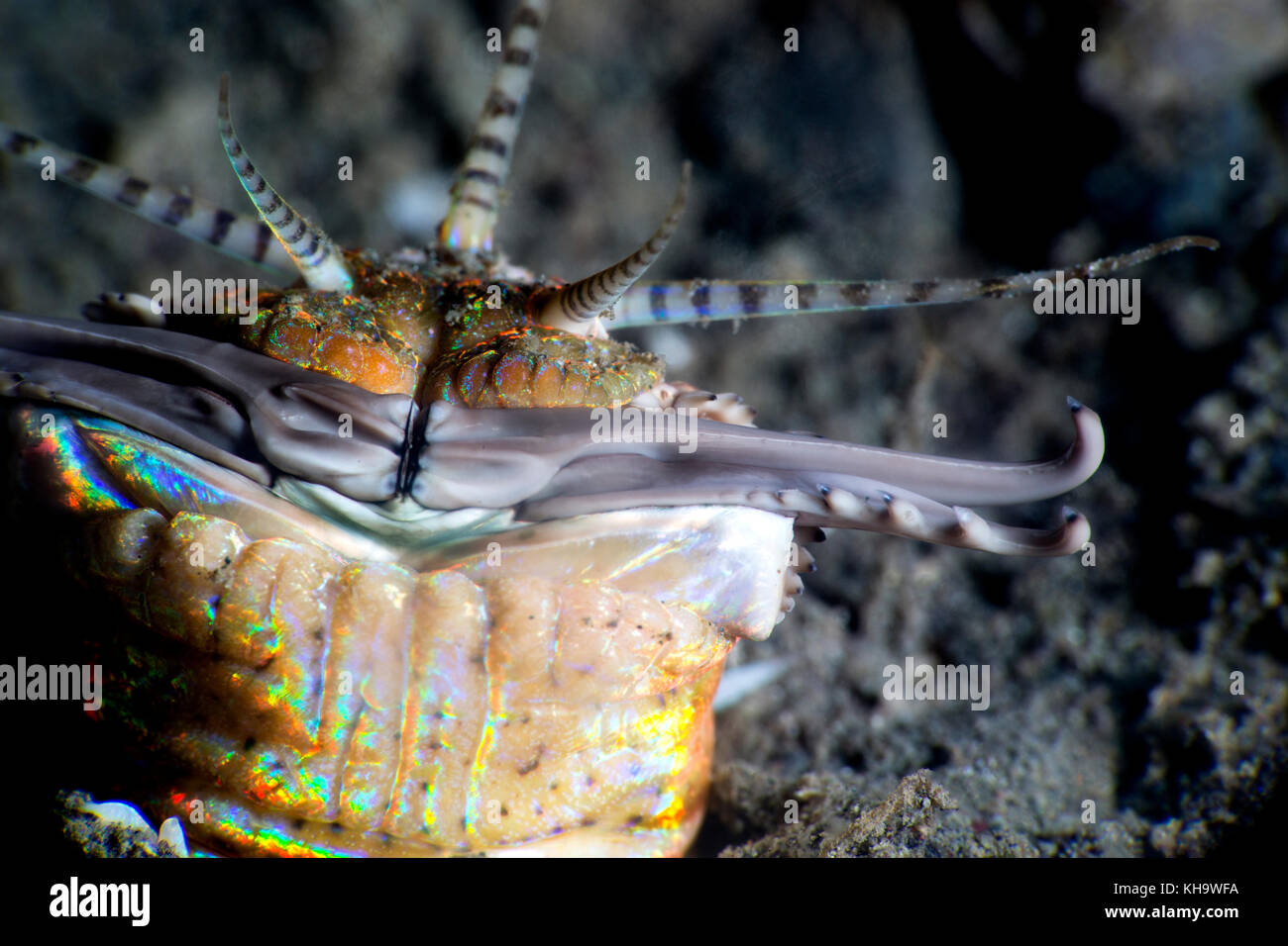 Bobbit Wurm hautnah. erschreckend Meer Kreatur. Stockfoto