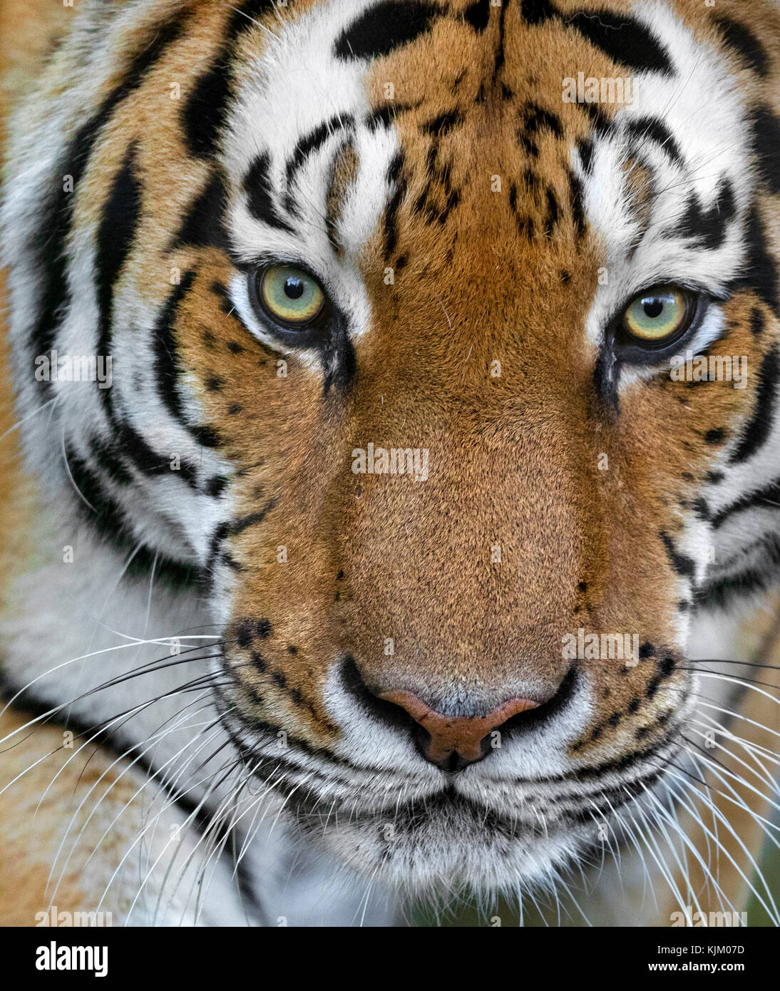 Portrait einer Amur Tiger Stockfoto