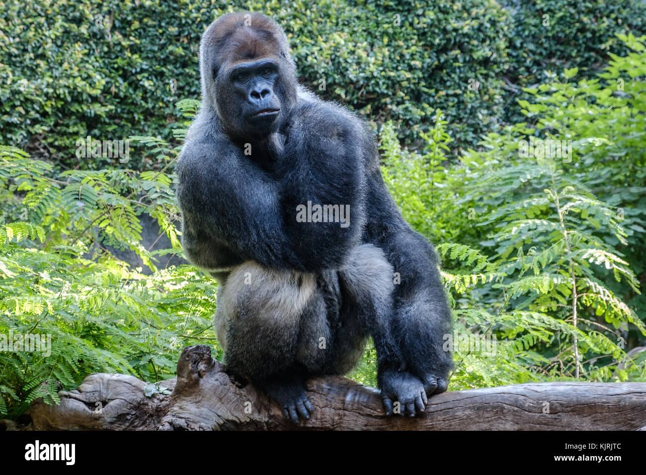 Gorilla Affe Silverback Gorilla in der Natur - Gorilla portrait Stockfoto