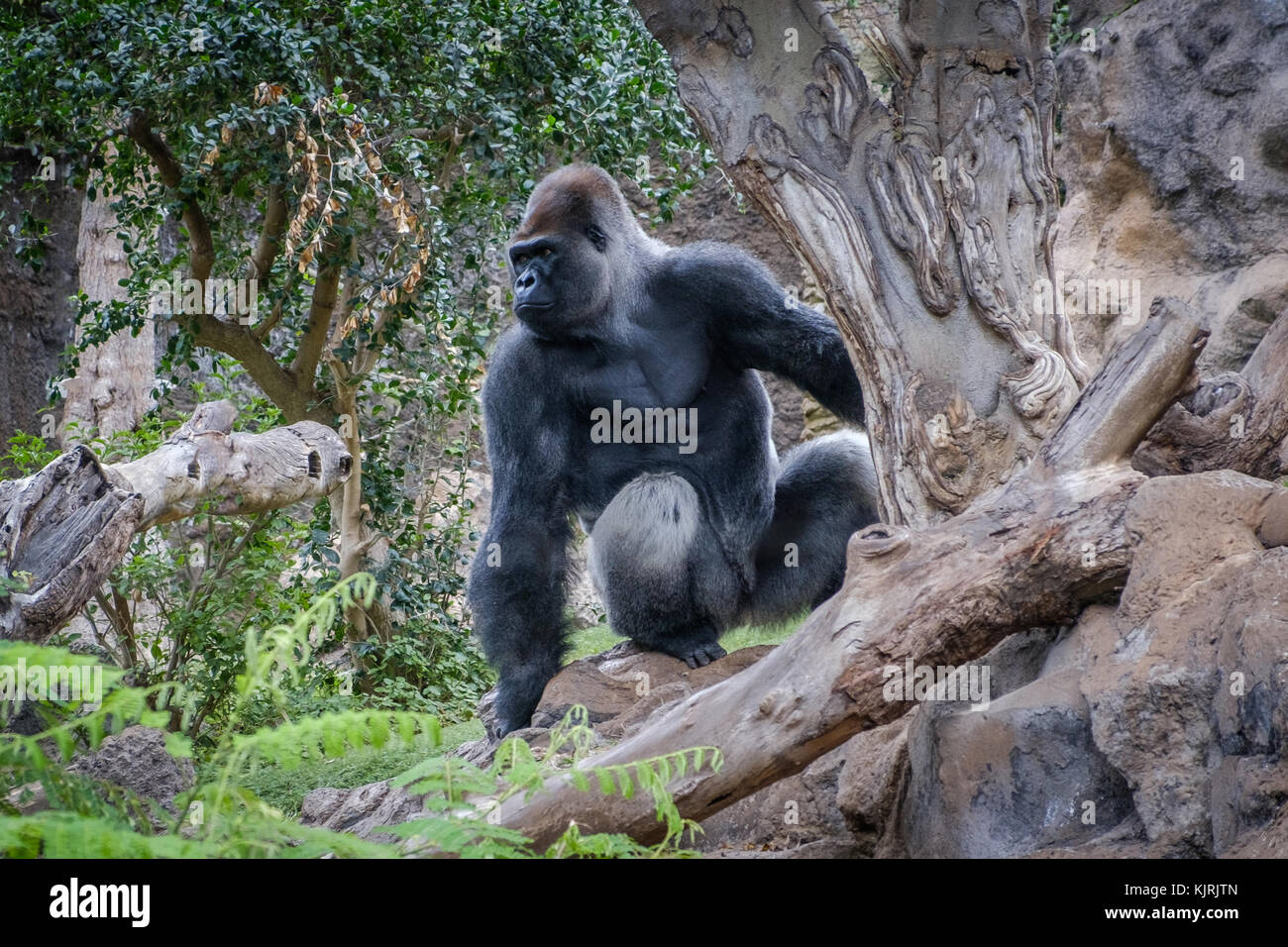 Gorilla Affe, Silverback Gorilla in der Natur Stockfoto