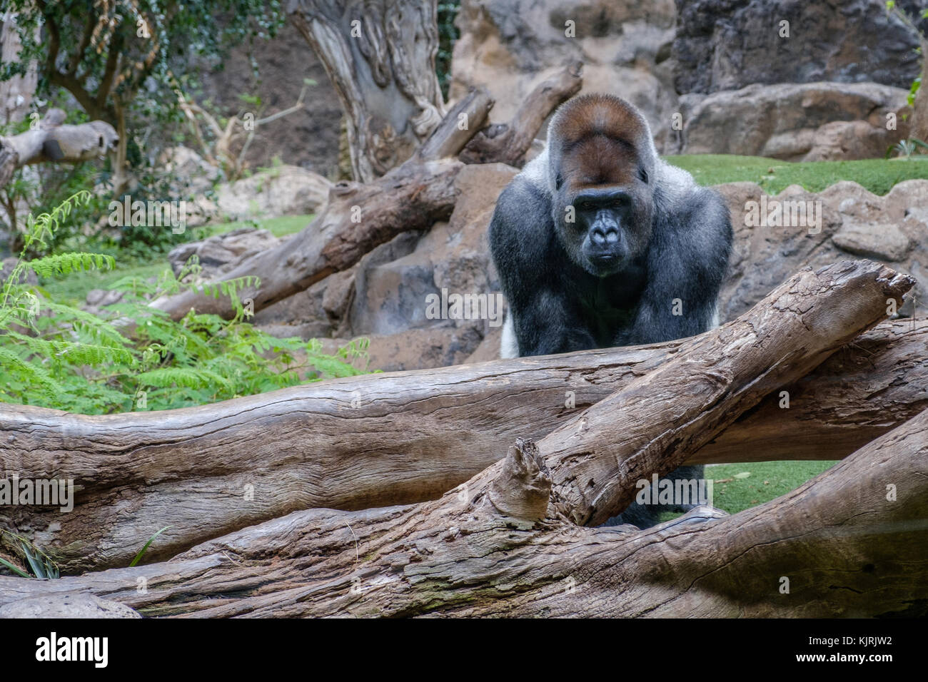 Gorilla Porträt: Silverback Gorilla in die Kamera schaut Stockfoto