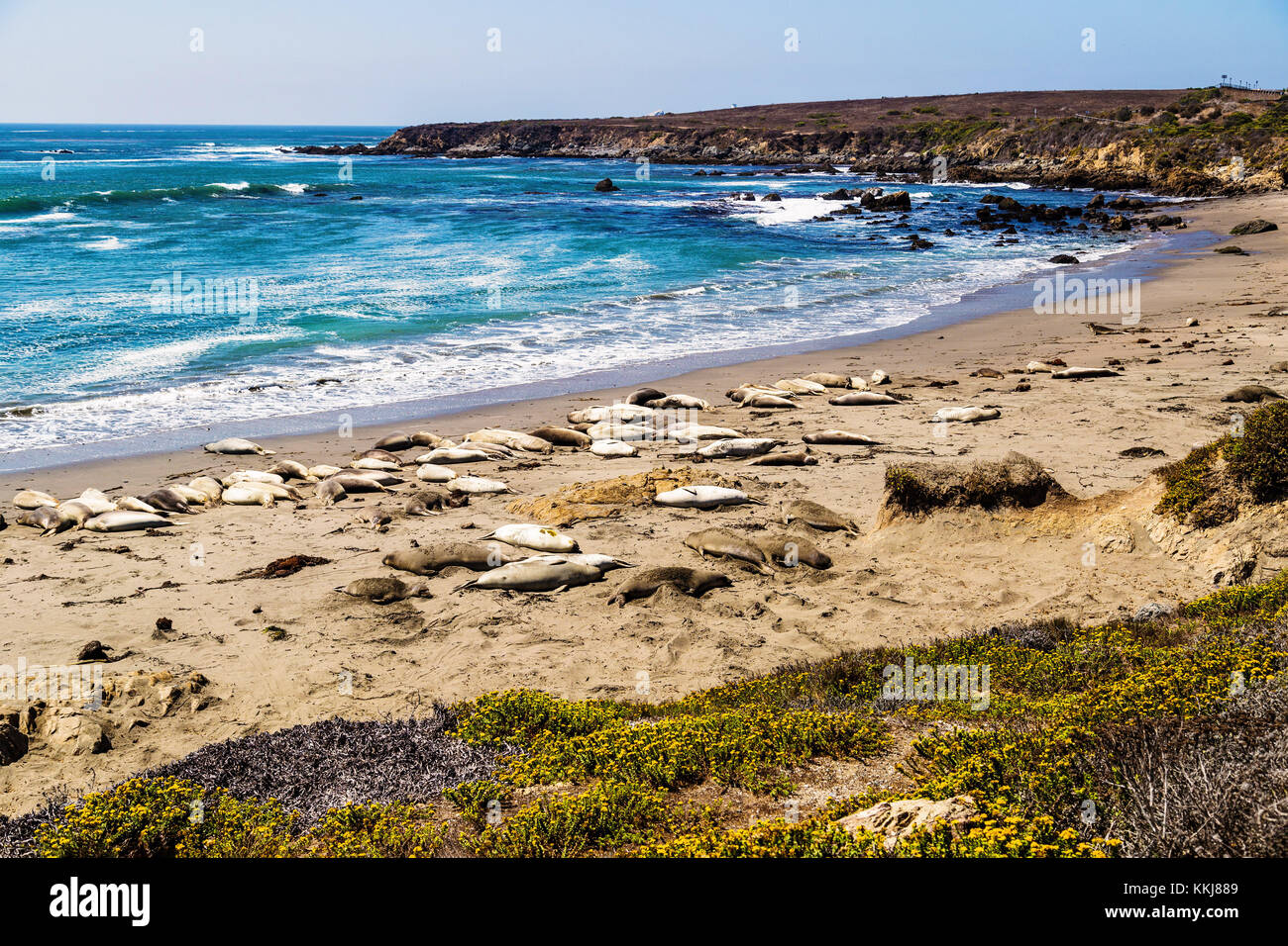 Seeelefanten, während der Paarungszeit in der Nähe von San Simeon, Kalifornien, USA Stockfoto