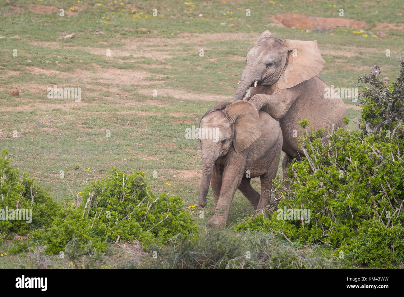 Zwei junge Elefanten, spielerisch Montage am Addo Elephant Park, Eastern Cape, Südafrika Stockfoto