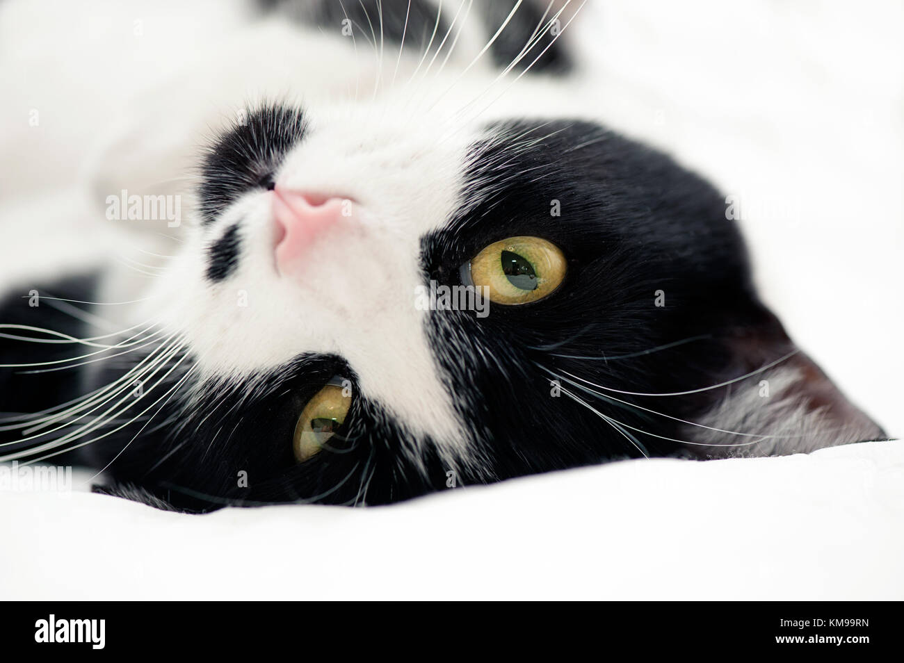 Portrait von Tuxedo cat Stockfoto