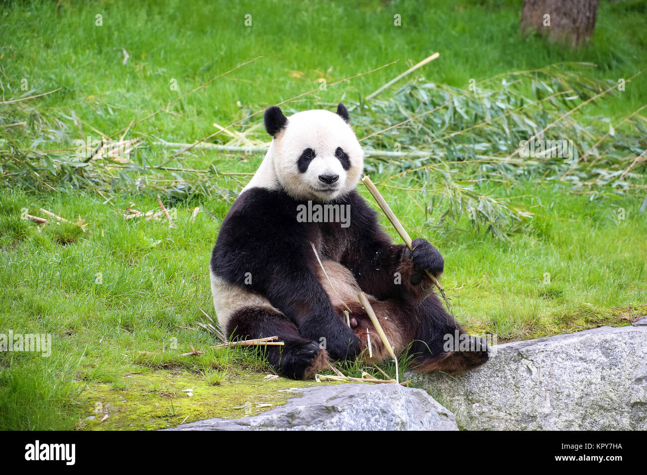 Panda in Nahaufnahme Stockfoto